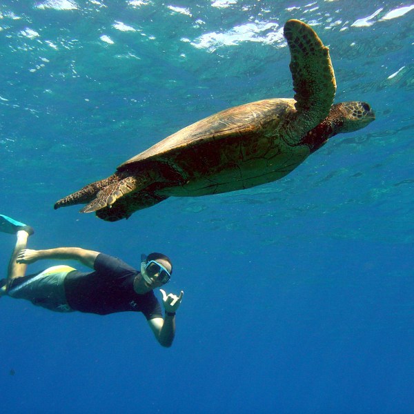 Snorkeling with sea turtle