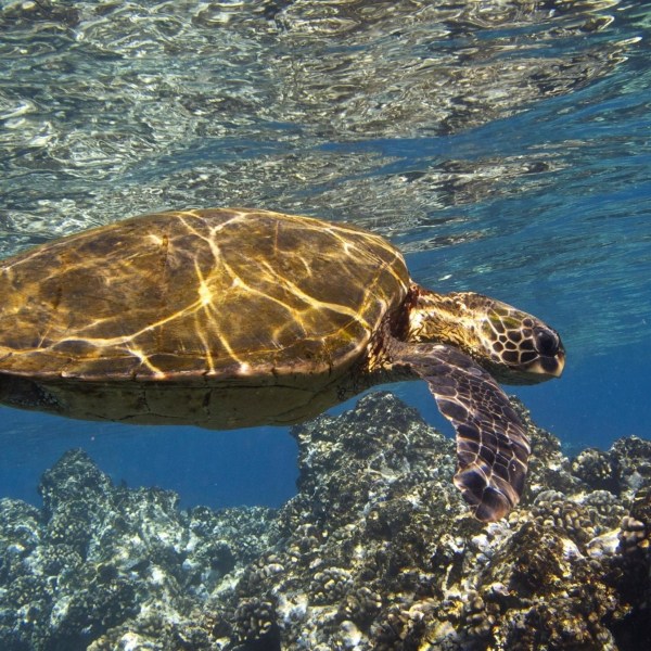 sea turtle