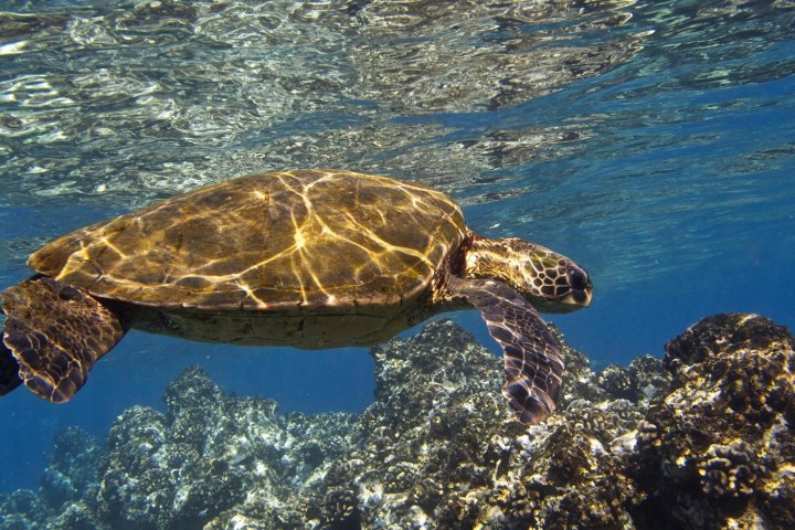 sea turtle