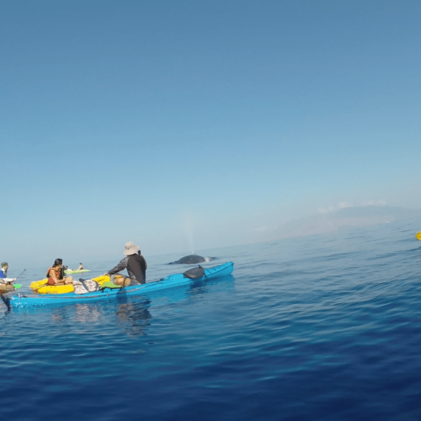 whale watching in kayak
